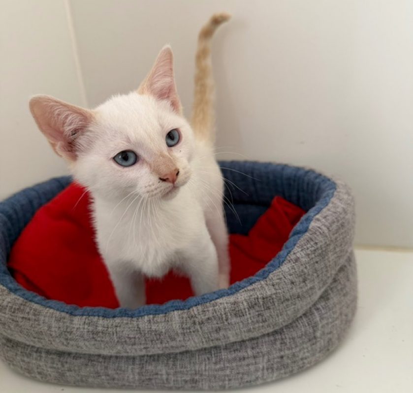 Melon - Chat Européen à adopter