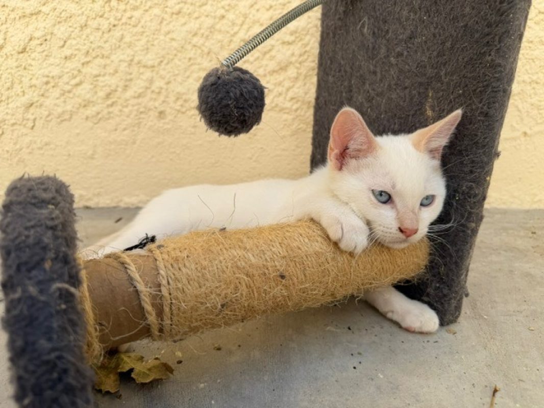 Melon - Chat Européen à adopter - photo 2
