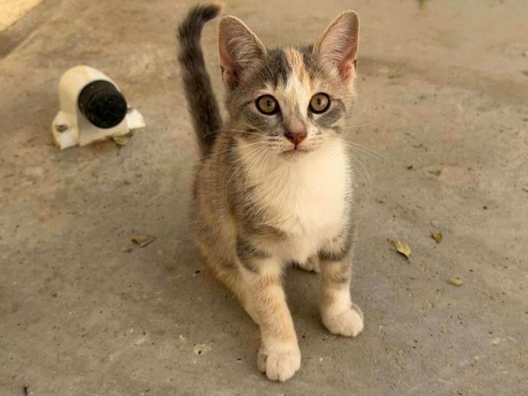 Maracuja - Chat Européen à adopter