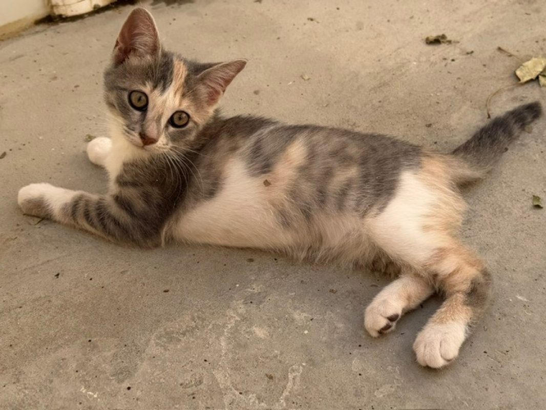Maracuja - Chat Européen à adopter - photo 2