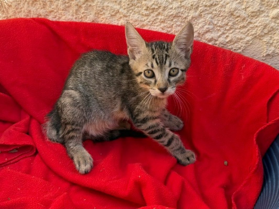 Simili - Chat Européen à adopter