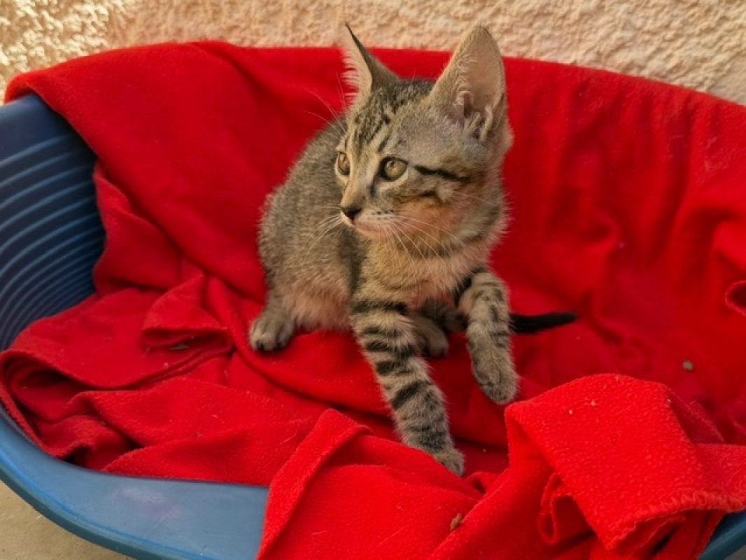 Simili - Chat Européen à adopter - photo 2