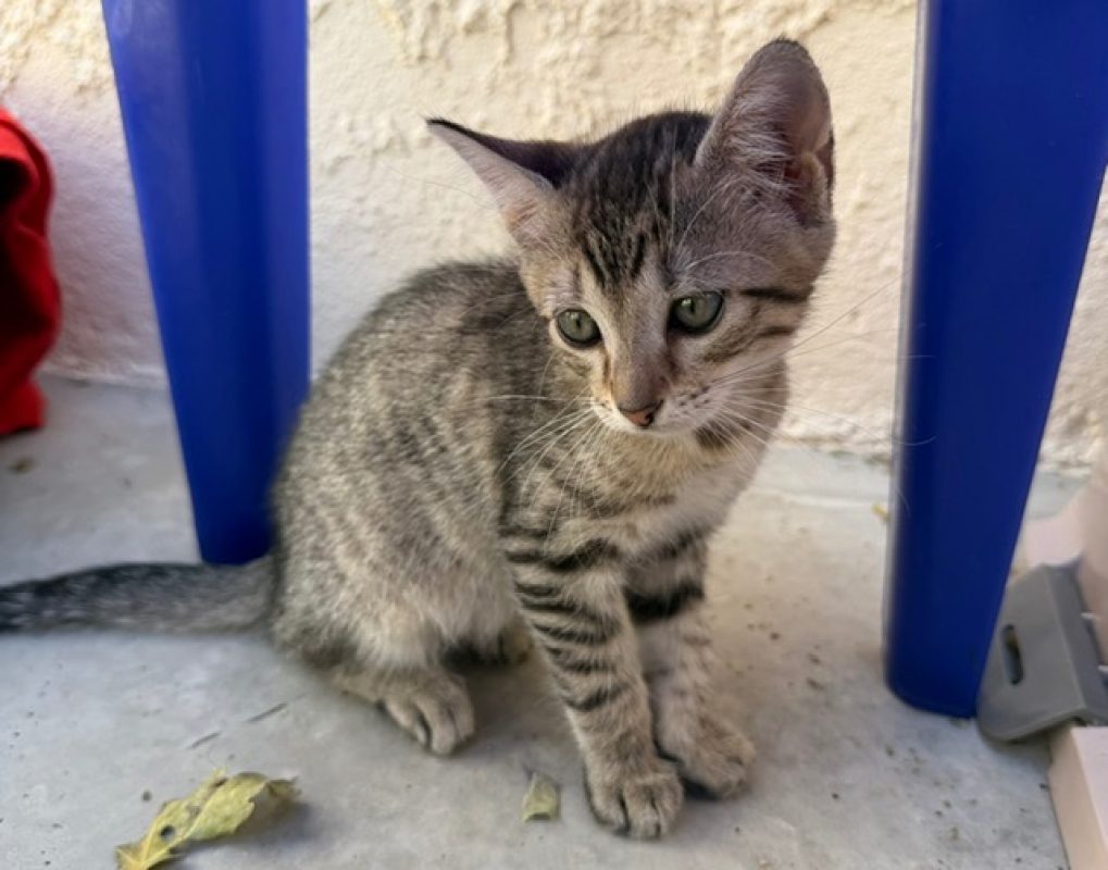 Soja - Chat Européen à adopter