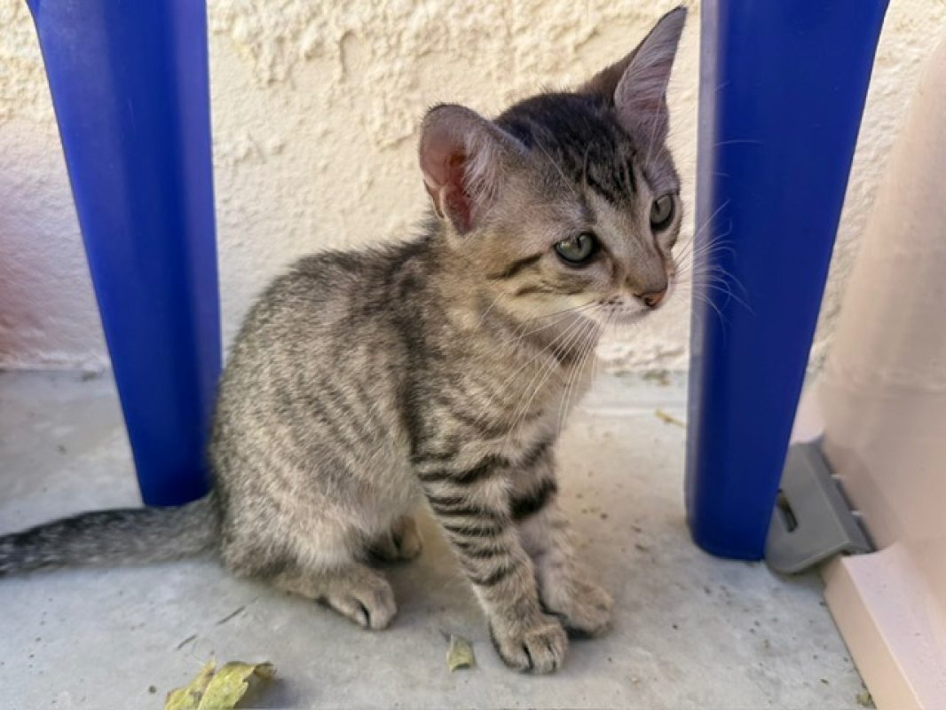 Soja - Chat Européen à adopter - photo 2