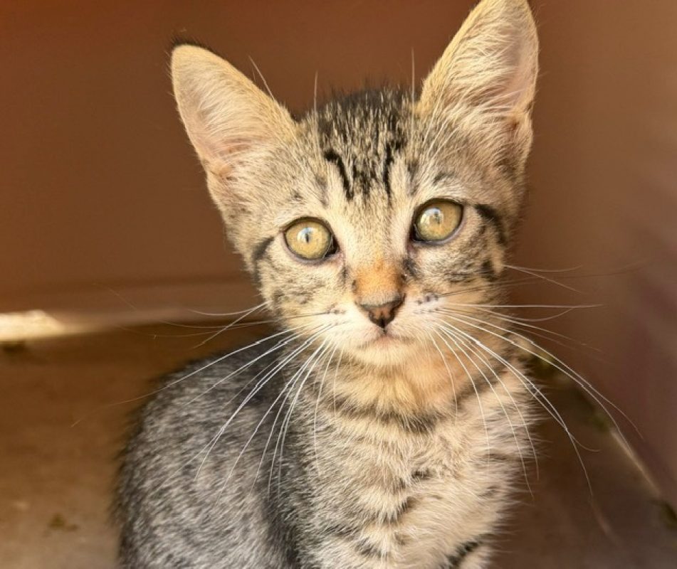 Sentience - Chat Européen à adopter