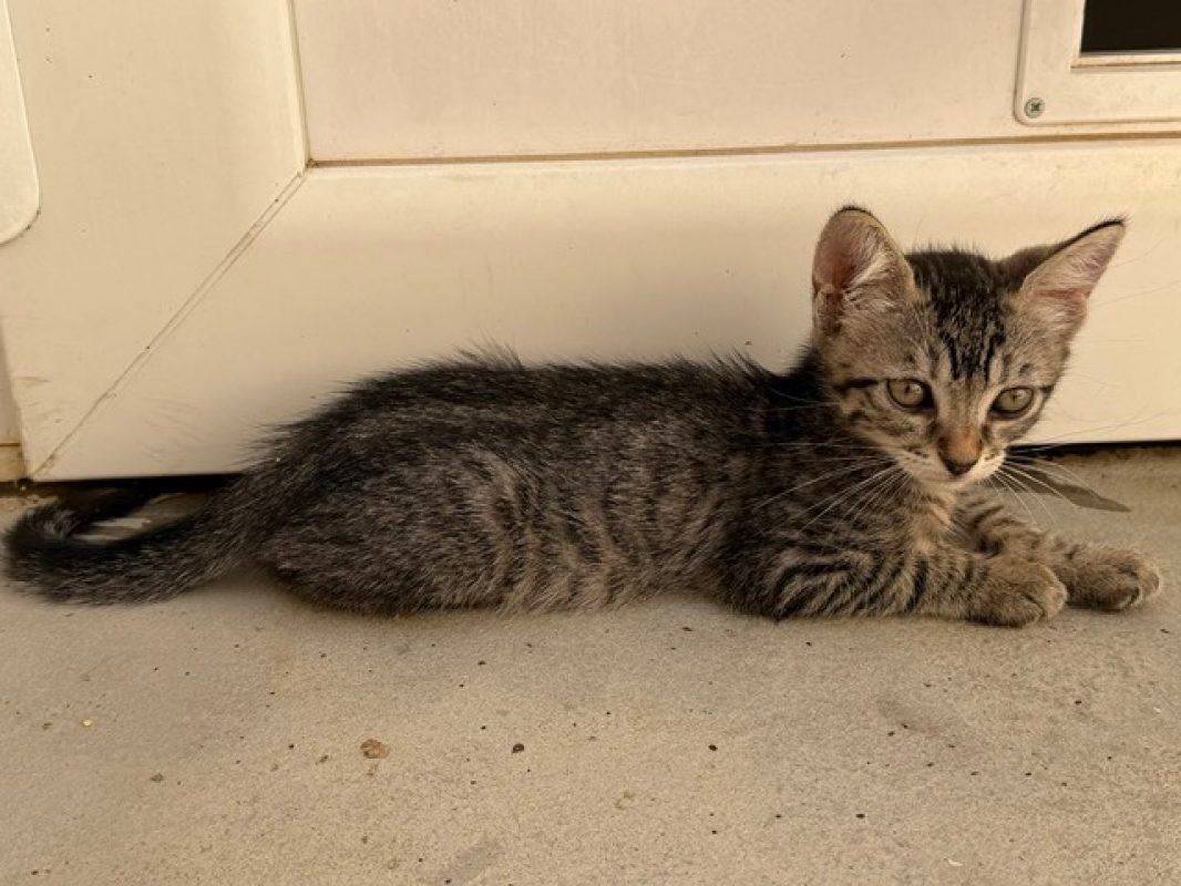 Sentience - Chat Européen à adopter - photo 2