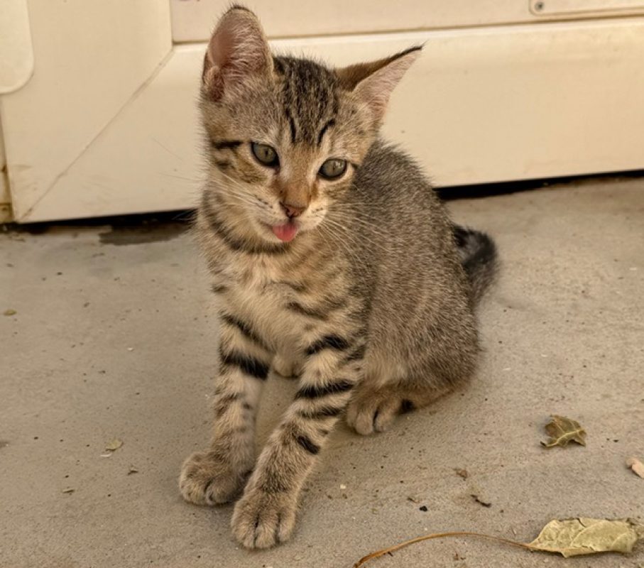 Seitan - Chat Européen à adopter