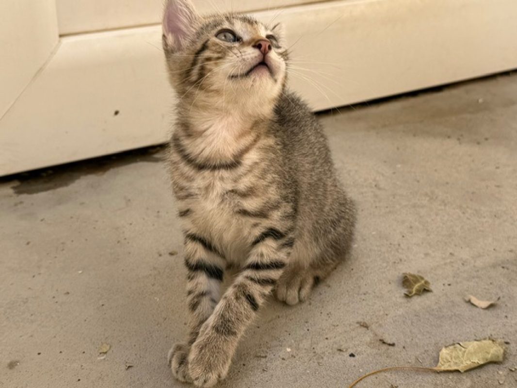 Seitan - Chat Européen à adopter - photo 2