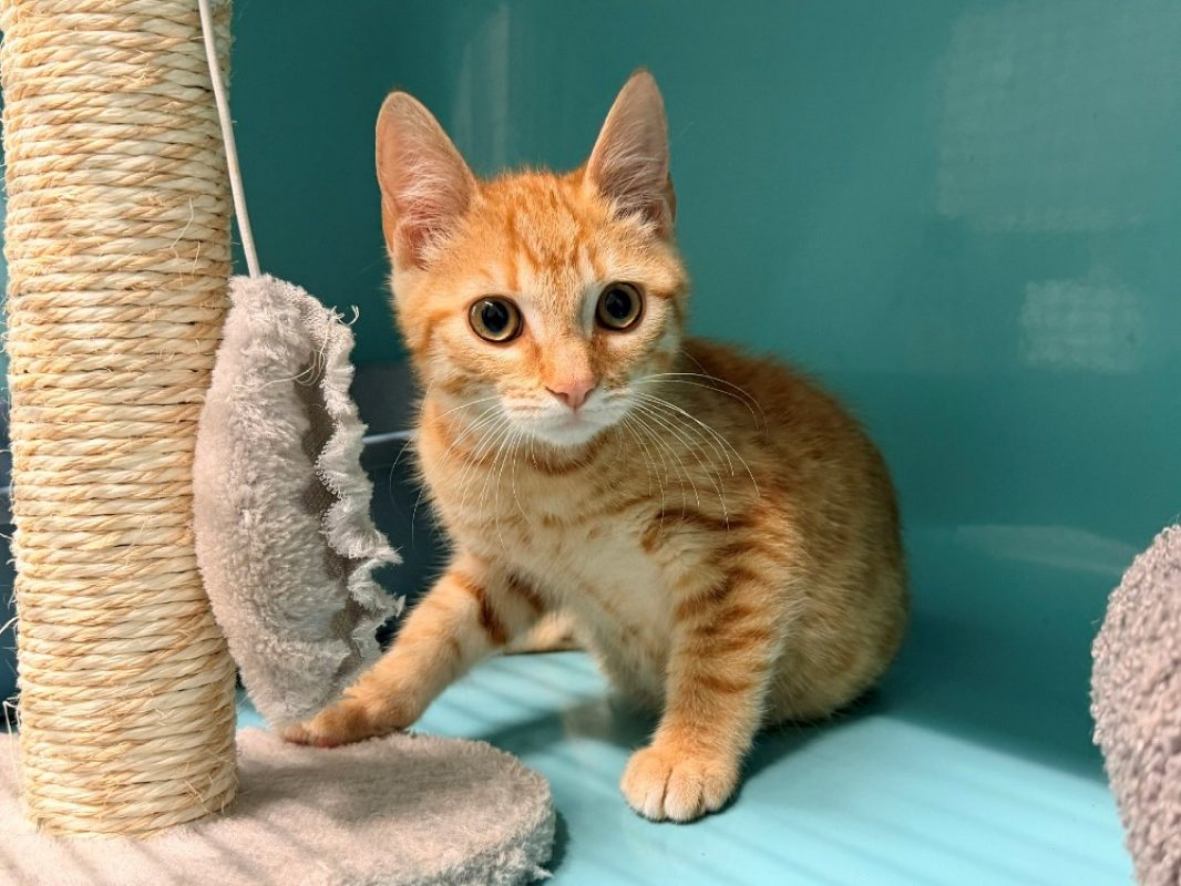 Sparoux - Chat Européen à adopter