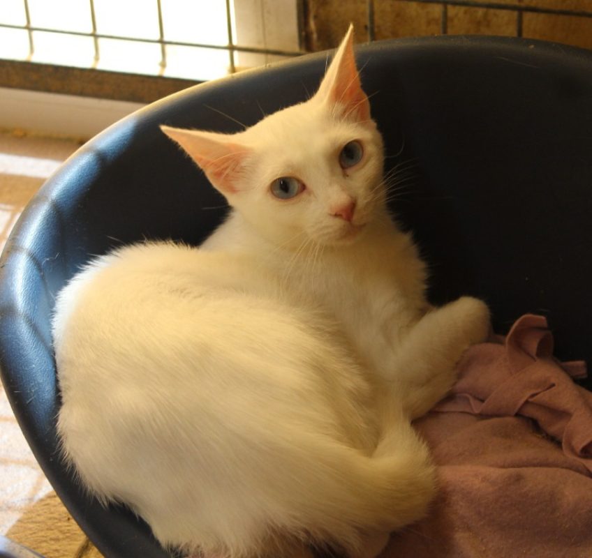 Chrysalis - Chat Européen à adopter