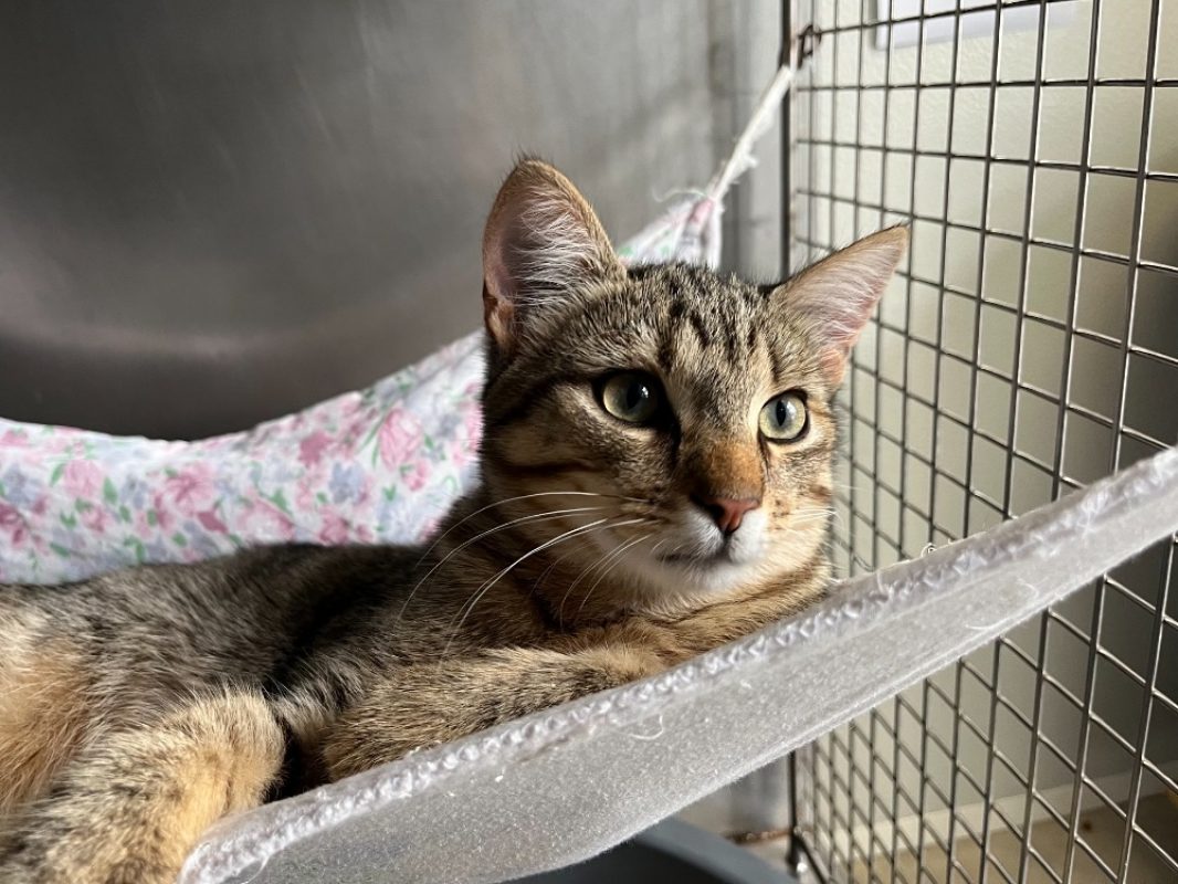 Gustave - Chat Européen à adopter