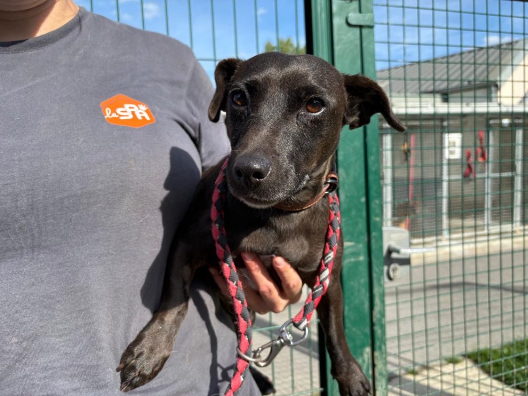 Ursula - Chien à adopter