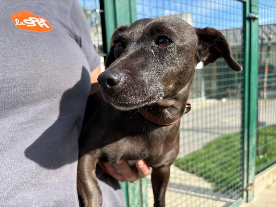 Ursula - Chien à adopter - photo 2