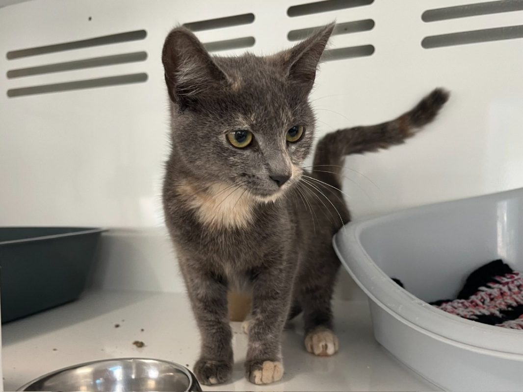 Merrow - Chat Européen à adopter