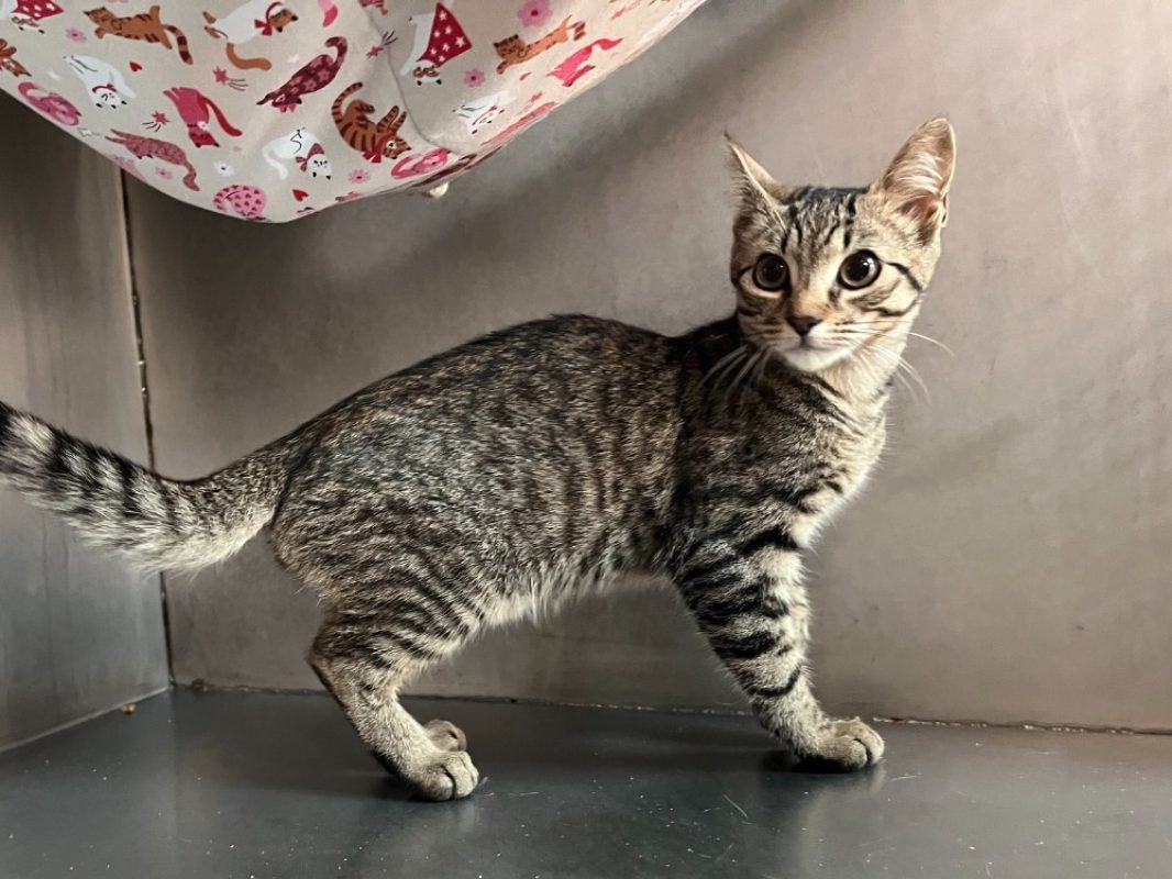Koumal - Chat Européen à adopter