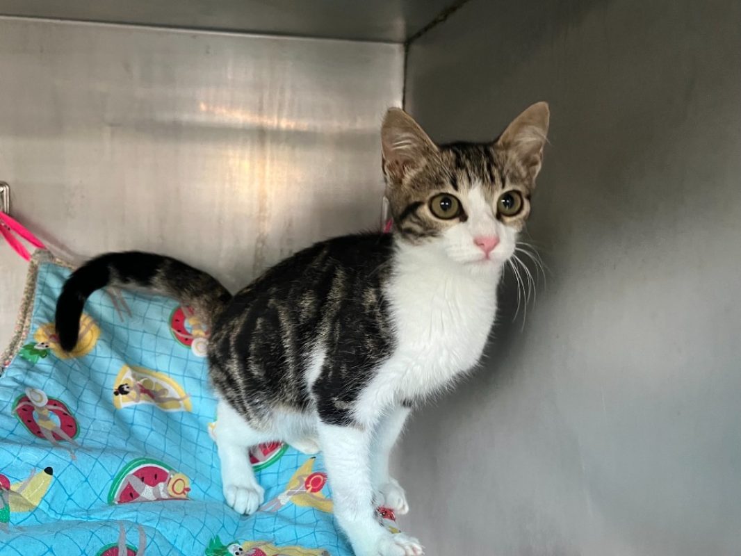 Sangha - Chat Européen à adopter