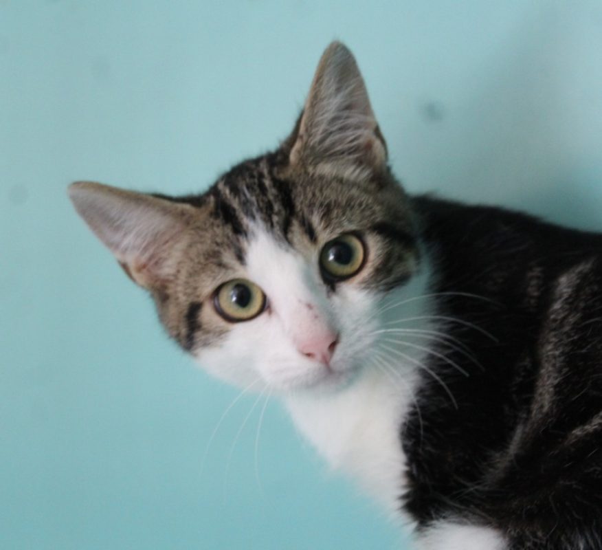 Mao - Chat Européen à adopter