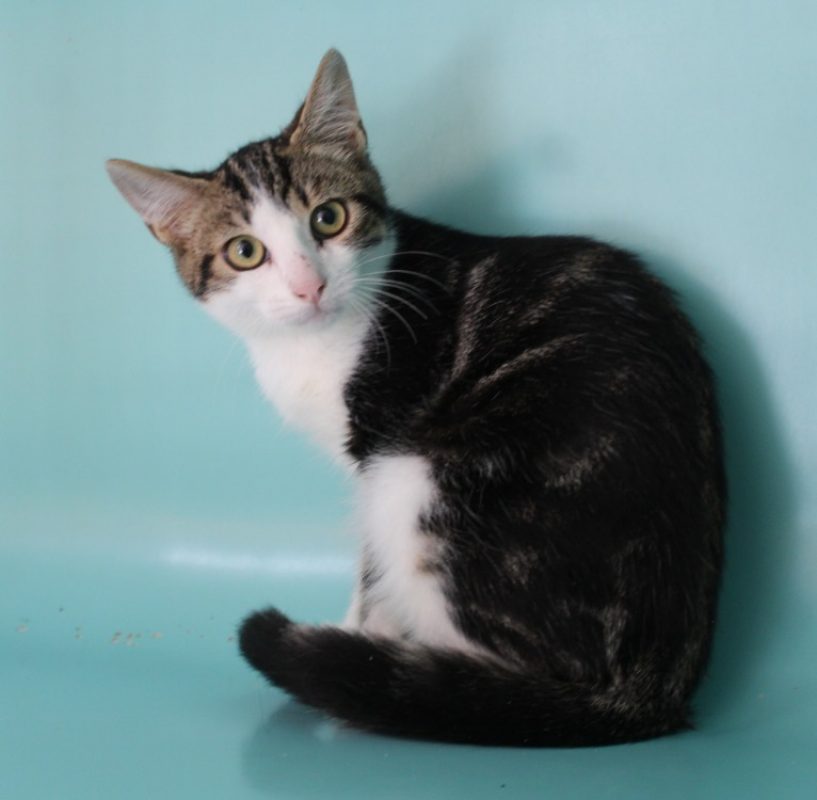 Mao - Chat Européen à adopter - photo 2