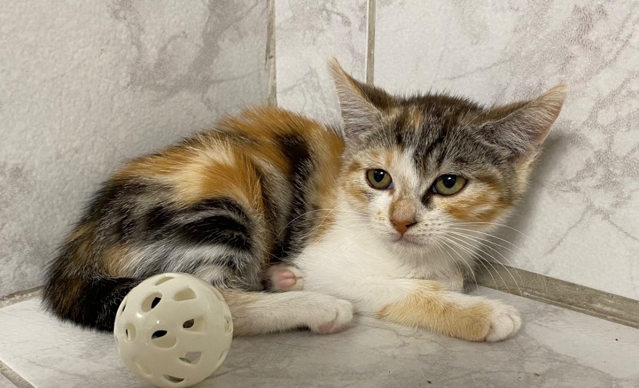 Javotte - Chat Européen à adopter