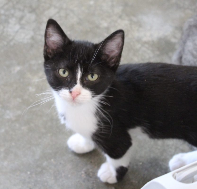 Pitchoune - Chat Européen à adopter