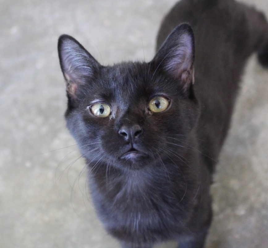 Zorro - Chat Européen à adopter