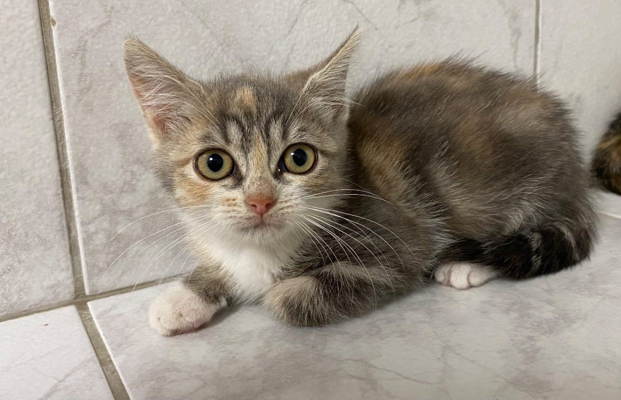 Anasthasie - Chat Européen à adopter