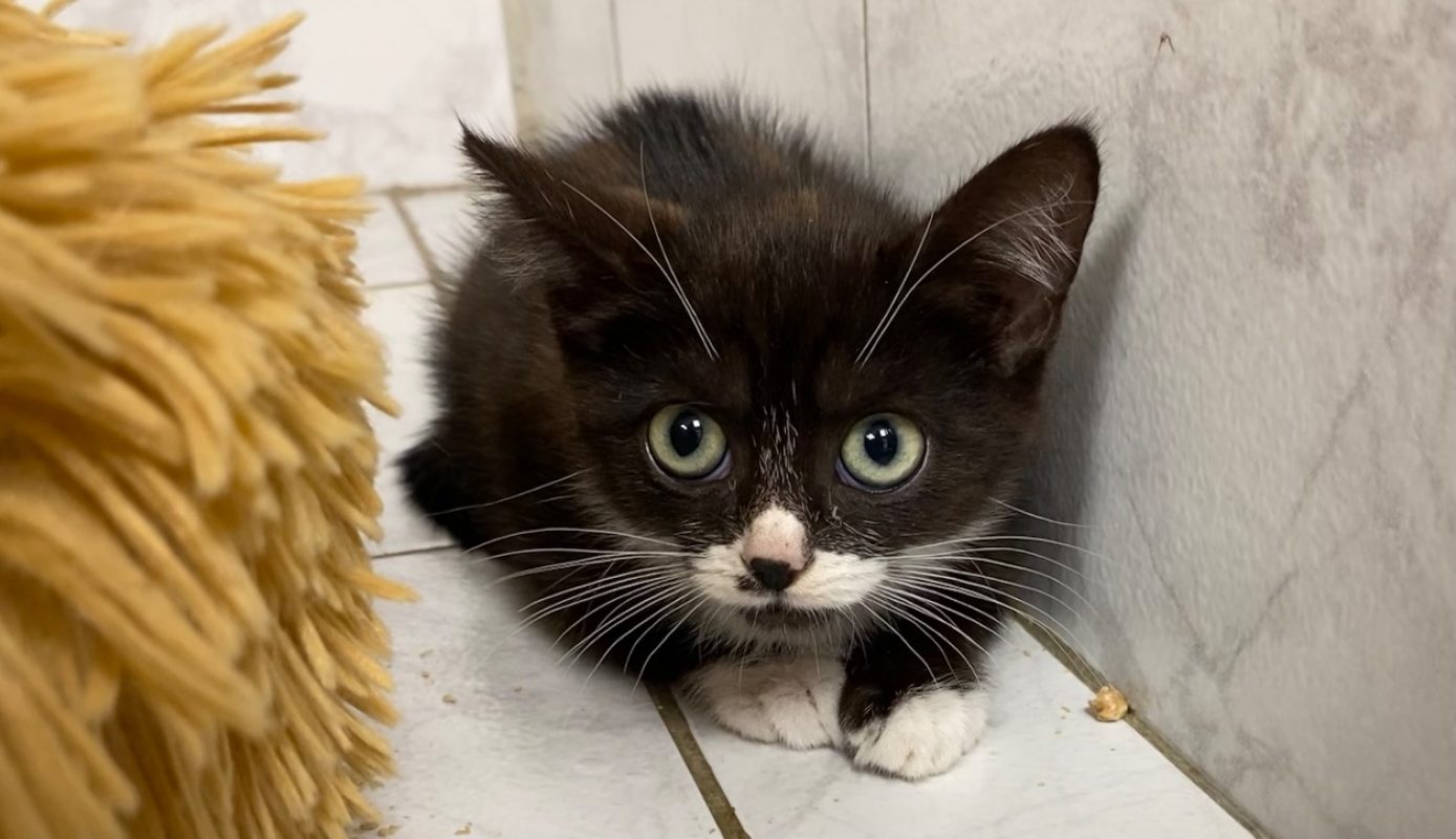 Lucifer - Chat Européen à adopter