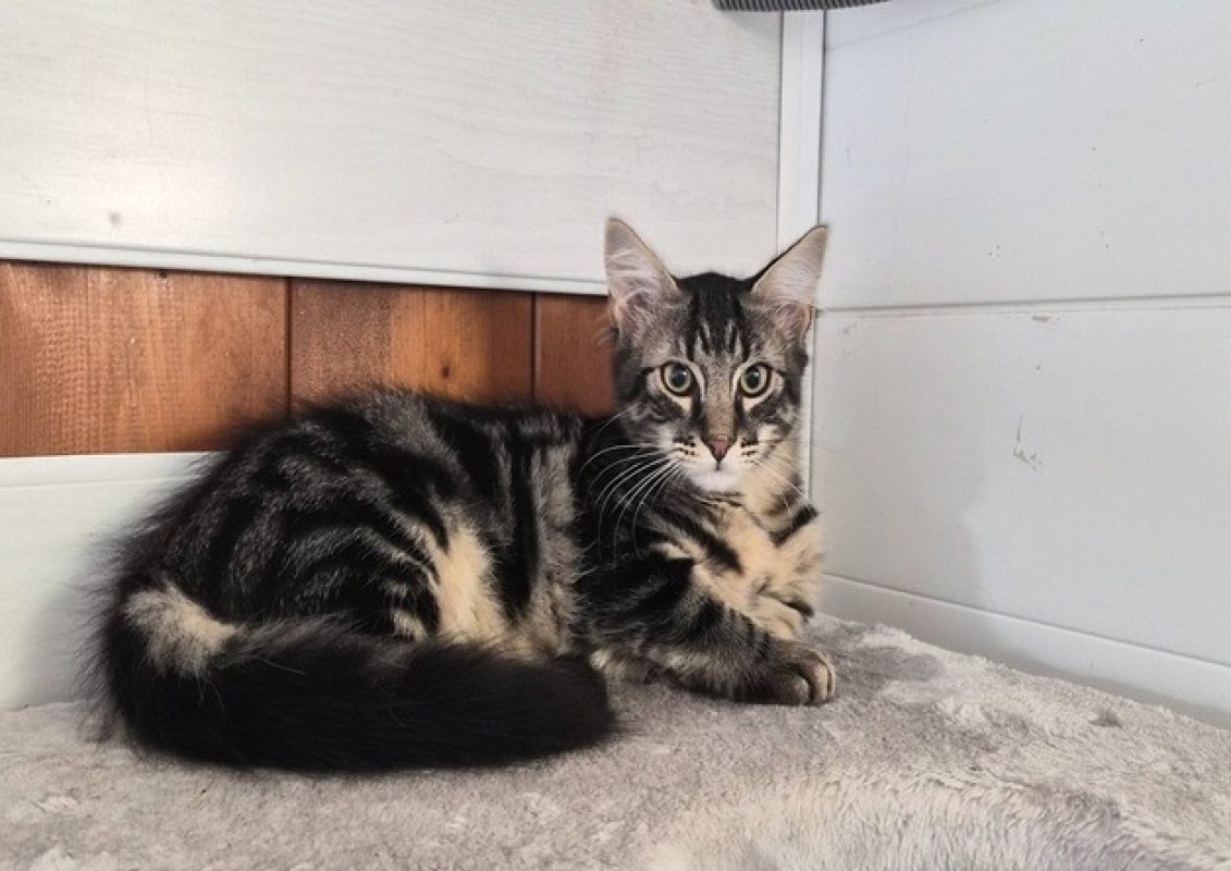 Yoshi - Chat à adopter