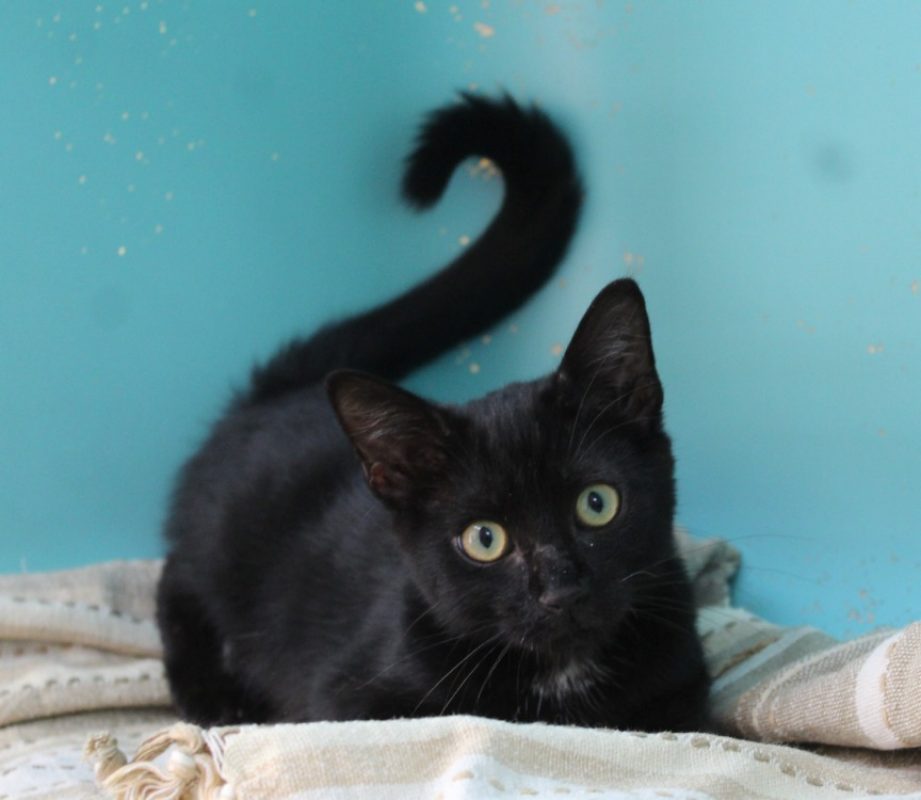 Woody - Chat Européen à adopter