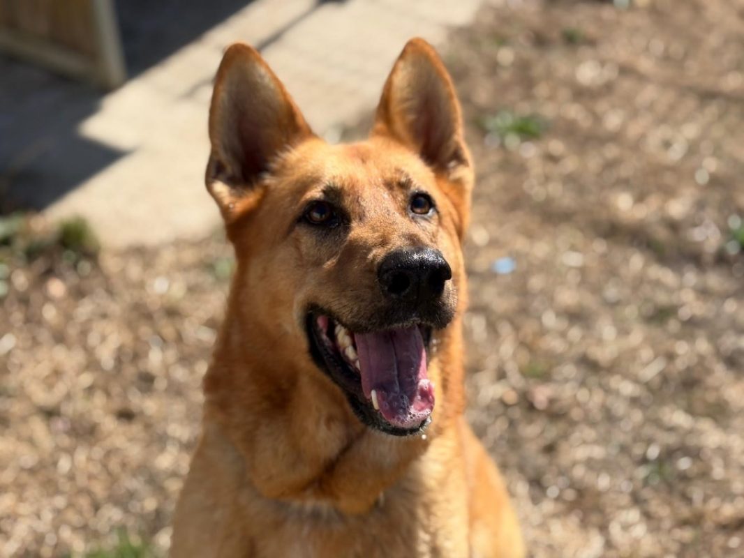 Shakra - Chien Berger Belge Malinois à adopter