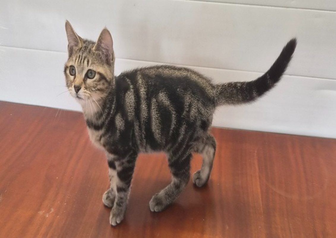 Yoga - Chat Européen à adopter