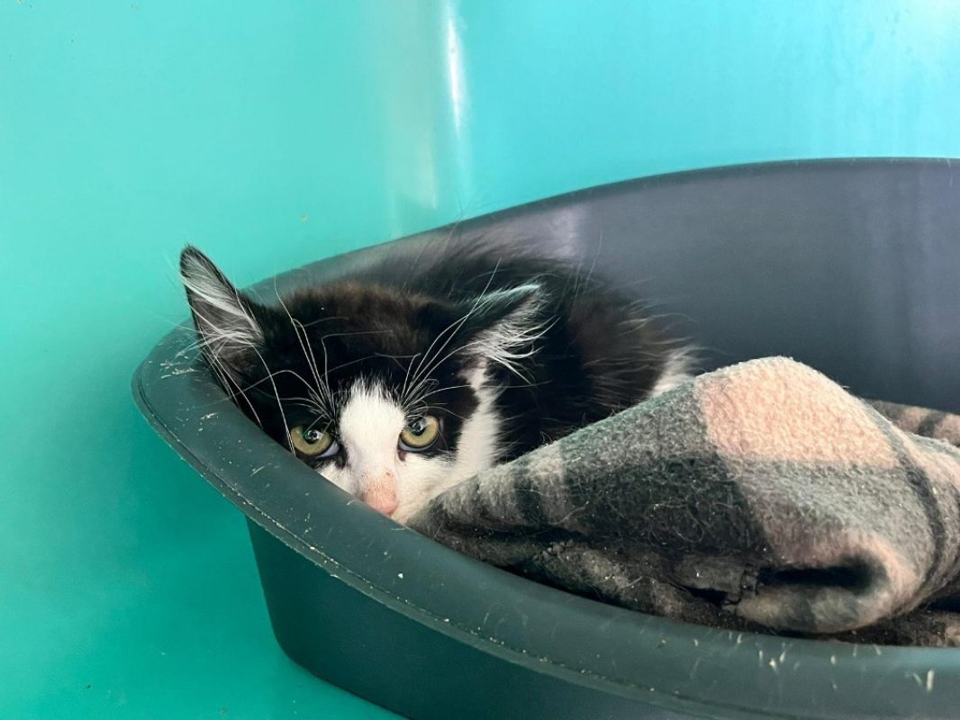 Villa - Chat Européen à adopter