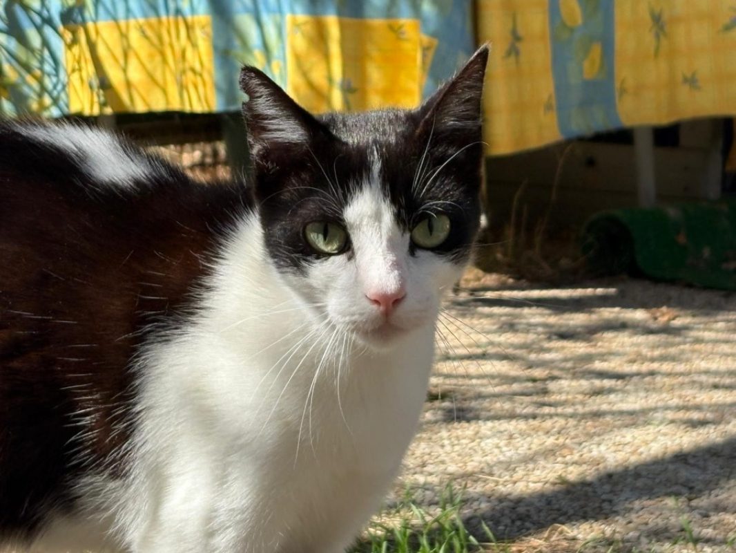 Pep's - Chat Européen à adopter