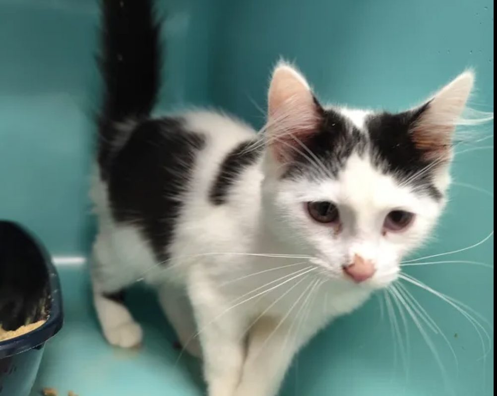 Echo - Chat Européen à adopter