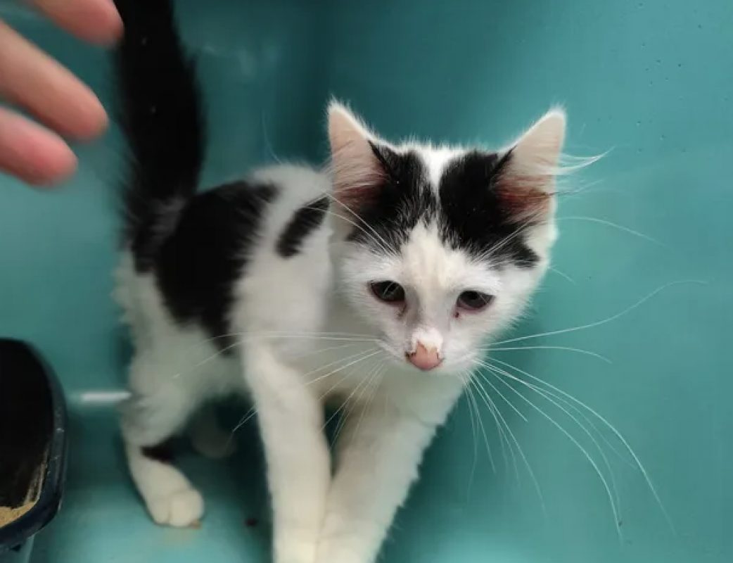 Echo - Chat Européen à adopter - photo 3