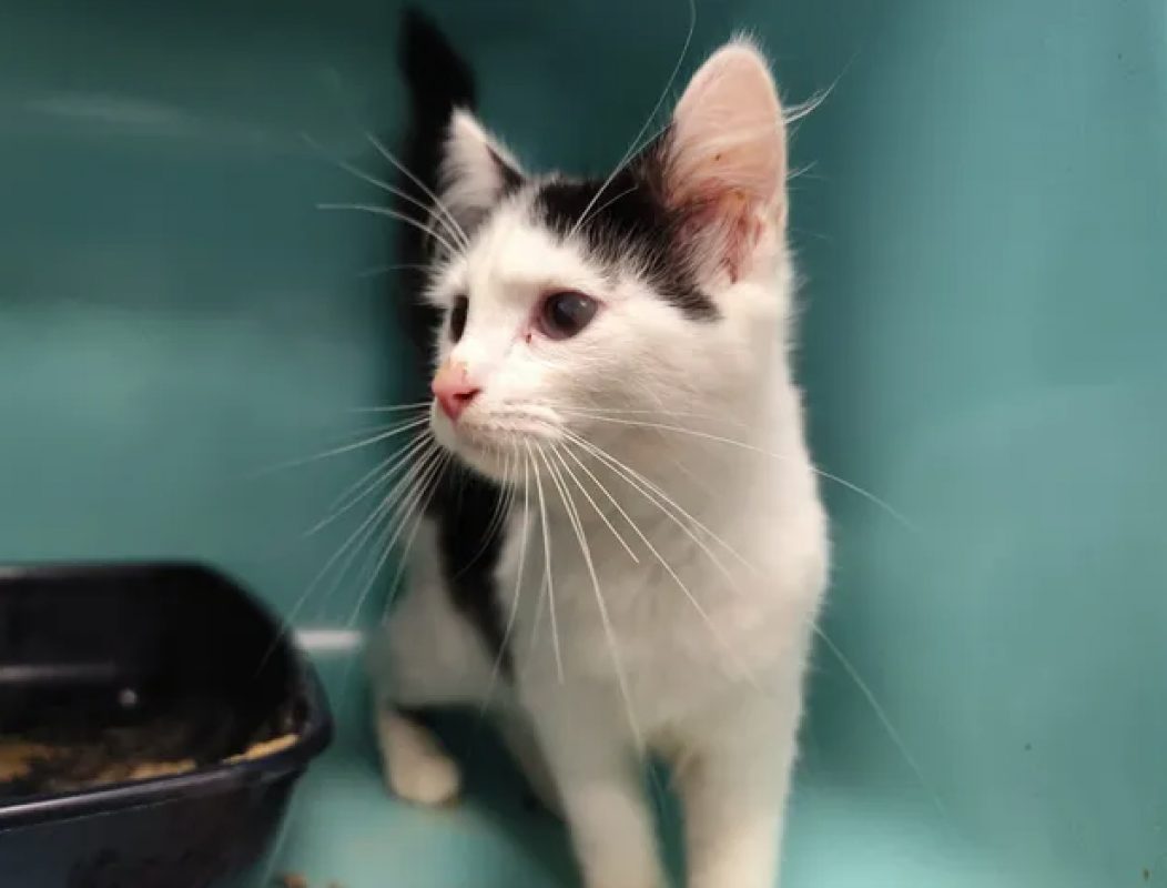 Echo - Chat Européen à adopter - photo 4