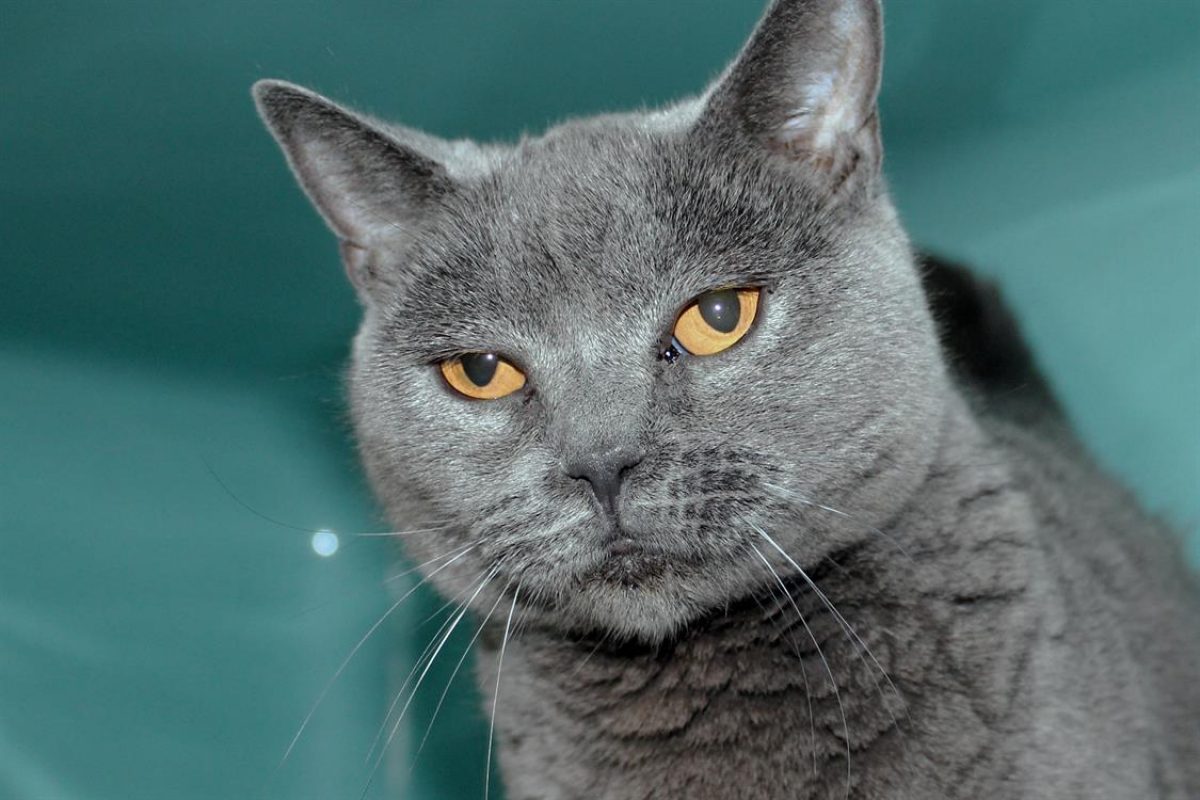 Maia - Chat à adopter