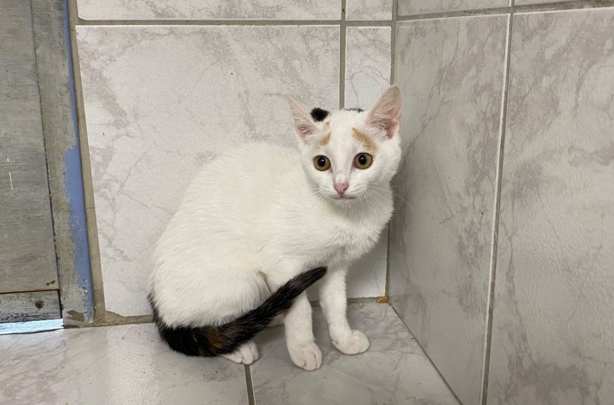 Olya - Chat Européen à adopter