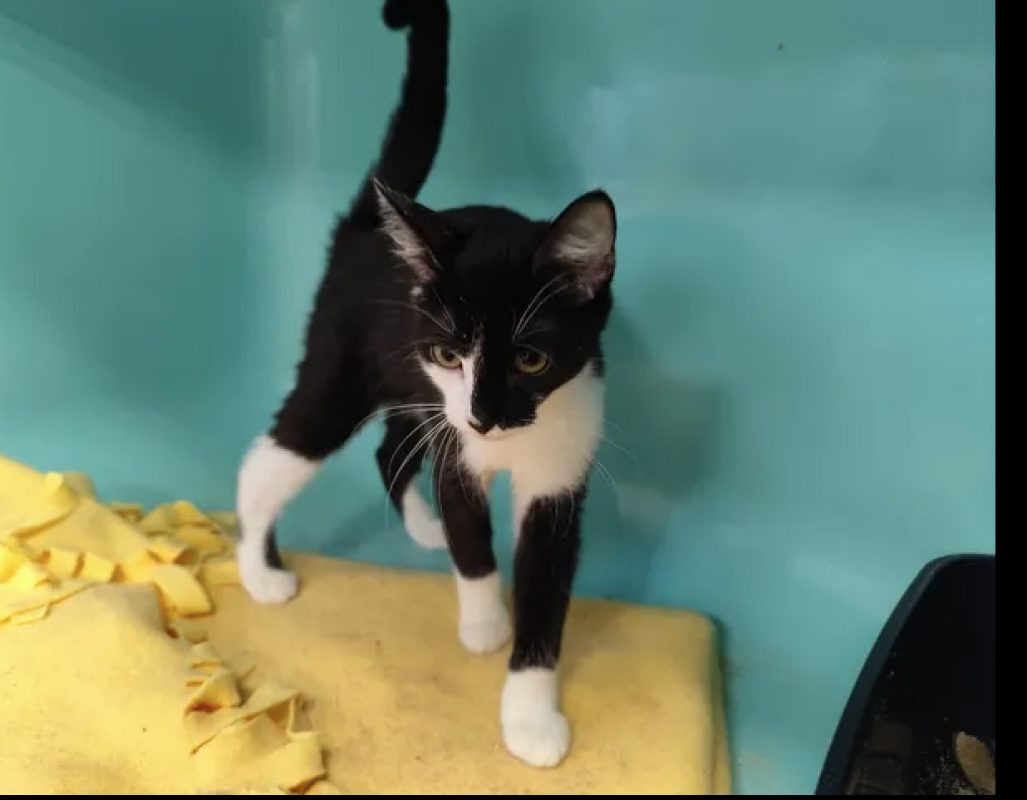 Yuzu - Chat Européen à adopter