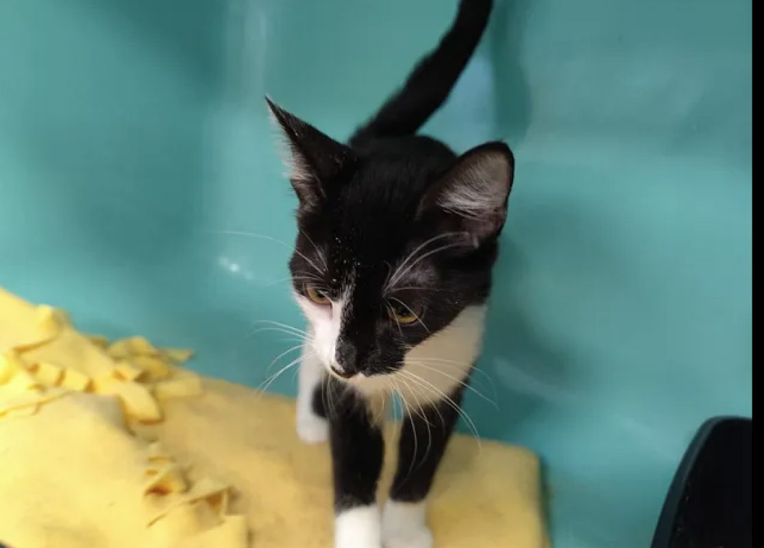Yuzu - Chat Européen à adopter - photo 2