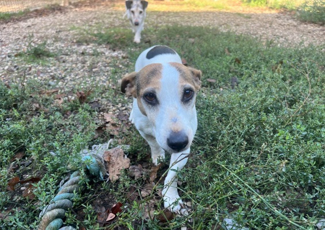 Lutece - Chien à adopter