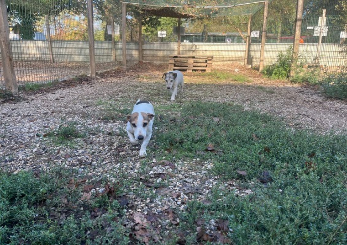 Lutece - Chien à adopter - photo 2