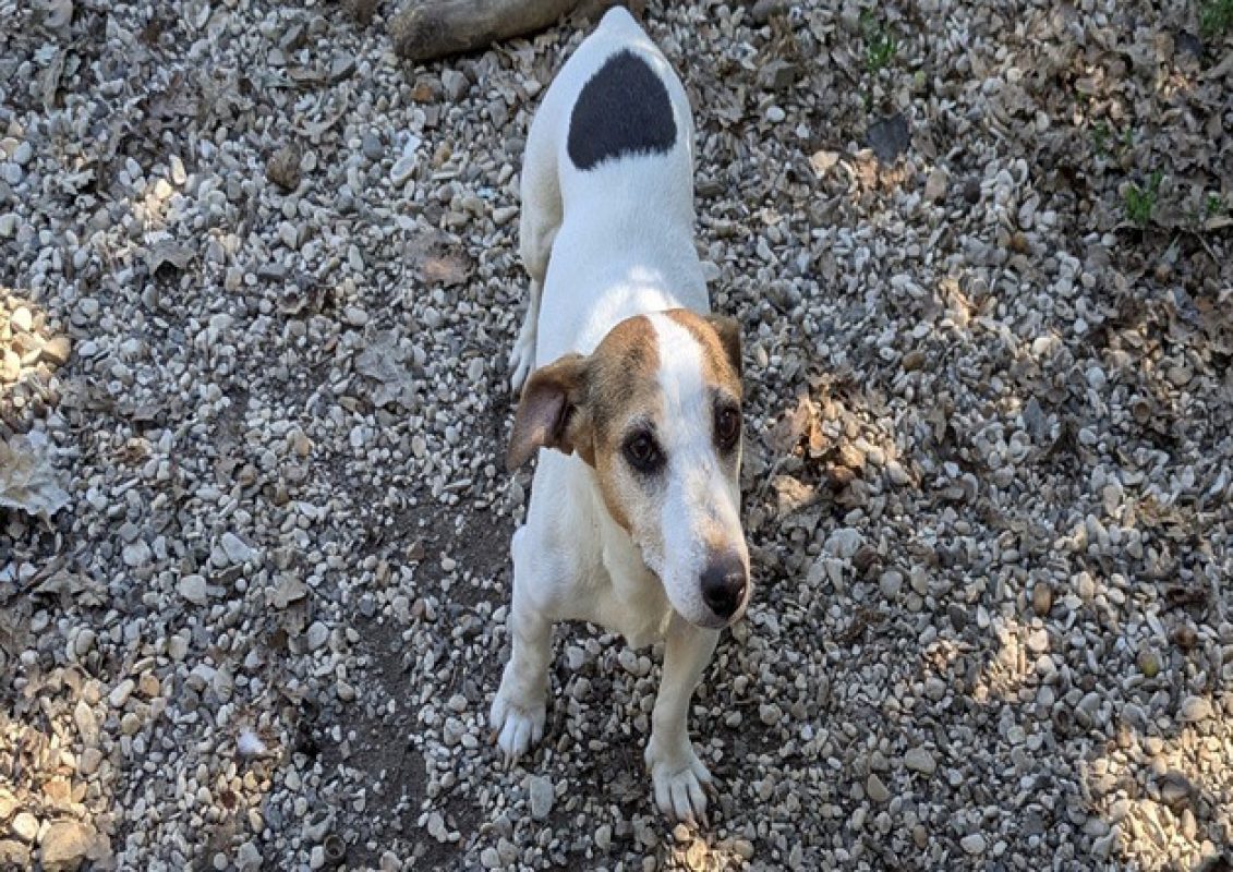 Lutece - Chien à adopter - photo 3