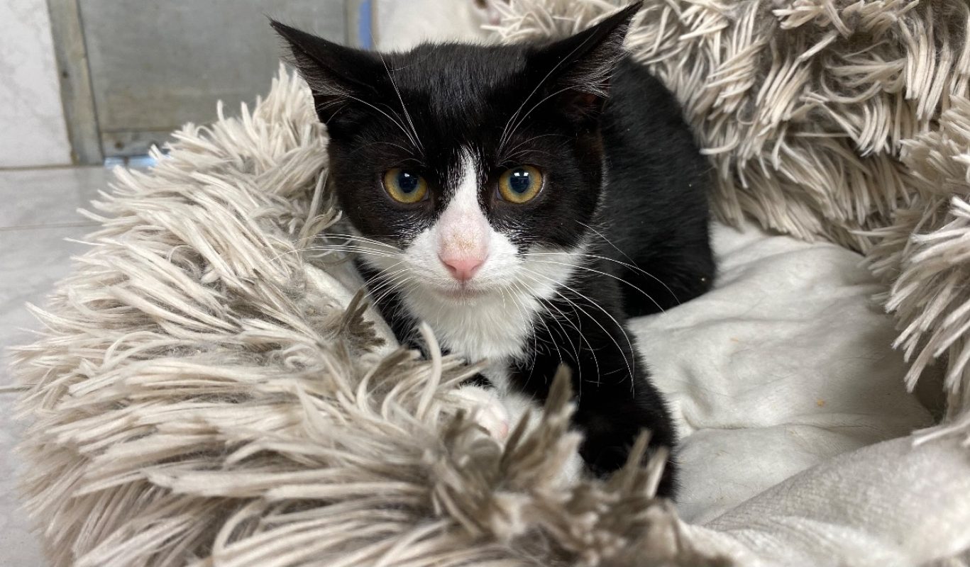 Pablito - Chat Européen à adopter