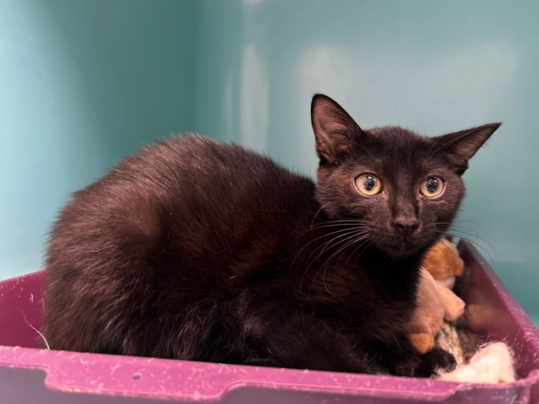 Dali - Chat Européen à adopter
