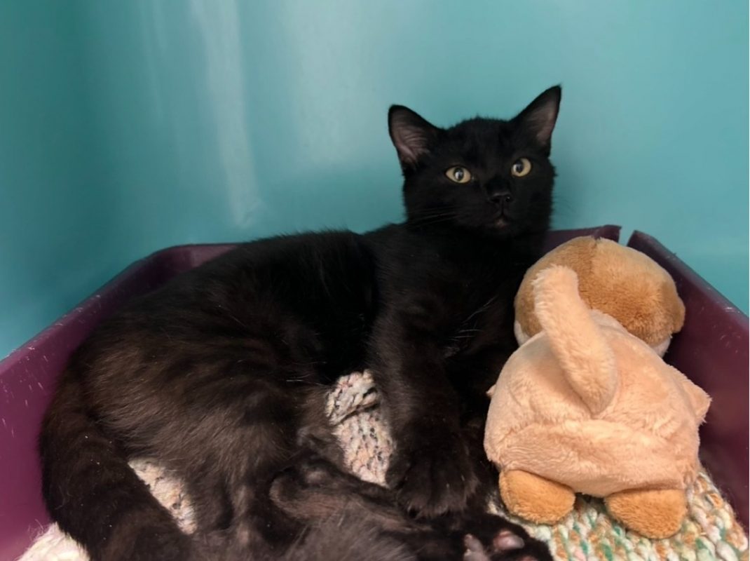 Salvador - Chat Européen à adopter