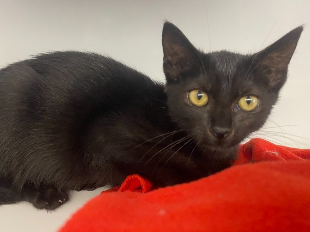 Tacos - Chat Européen à adopter