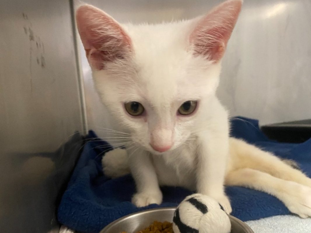 Alexis - Chat Européen à adopter