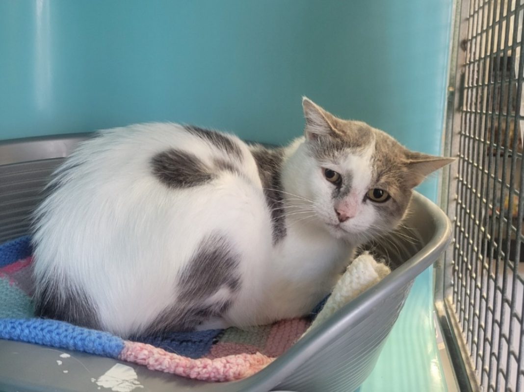 Eureko - Chat Européen à adopter