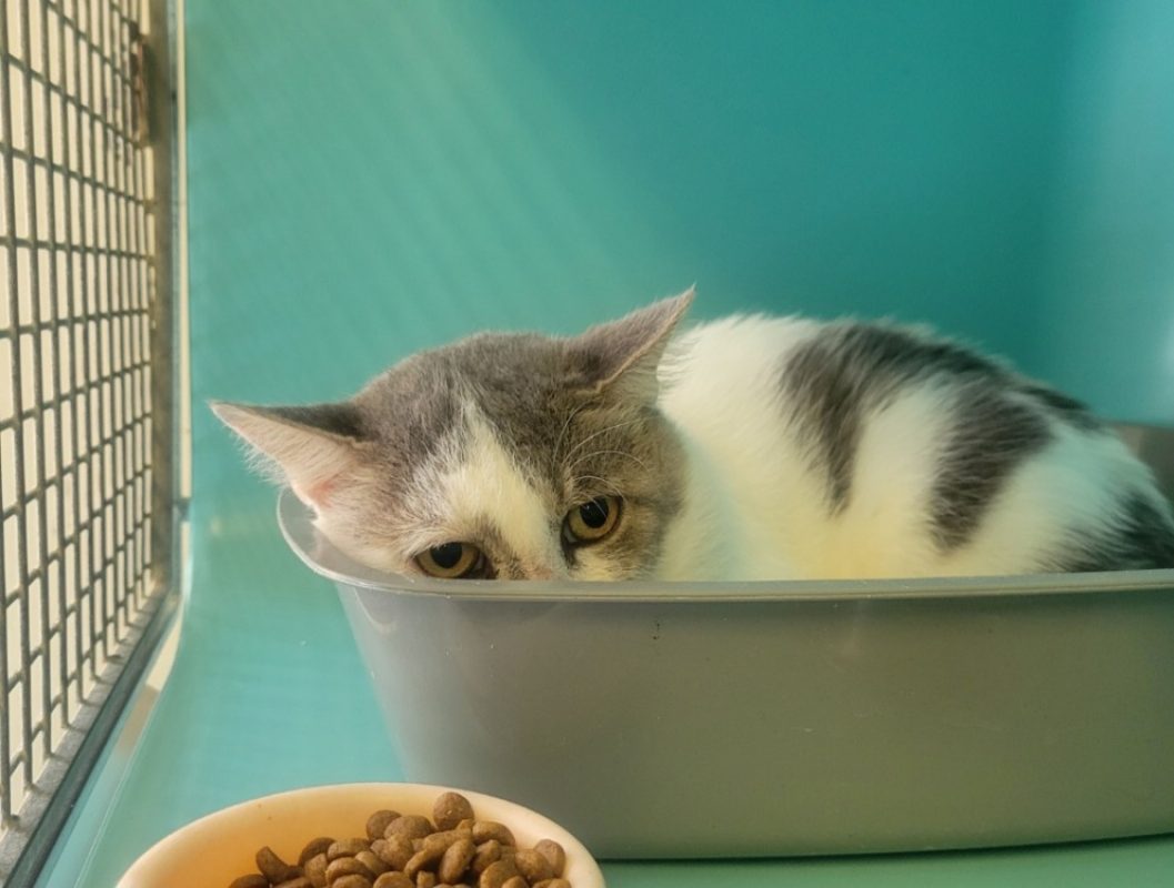 Eureko - Chat Européen à adopter - photo 2